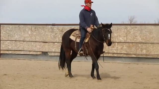 Allow Your Horse to Fail? Were the Dorance Brothers Right? смотреть онлайн