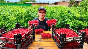 Малиновое варенье, рецепт из собственного урожая