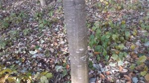 Ольха серая в октябре. Небольшой обзор.