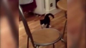 Кот прыгает на задних лапах