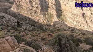 Collecting firewood and taking sheep to the pasture#originality #doora #