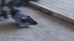 ГОЛУБИ / БУХАРСКИЕ БАРАБАНЩИКИ / PIGEONS / TAUBE