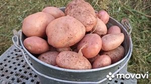 УРОЖАЙ КАРТОФЕЛЯ САРПА МИРА И СЫНОК ПОКОРИЛ В ПЕРВЫЙ ГОД // ВАЦАП ДЛЯ ЗАКАЗА КАРТОФЕЛЯ 89152458159