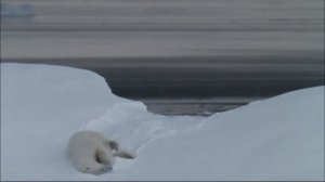 Мишка на северe /Арктическая история /Arctic Tale 2007