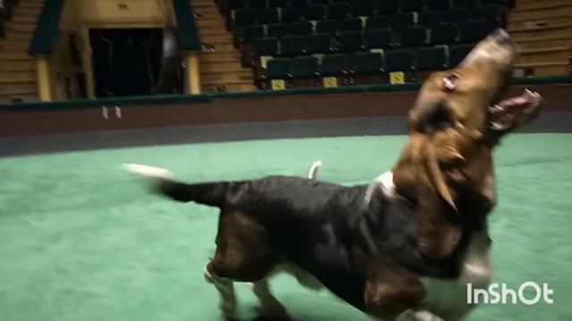 80 трюков ,которые знает собачка Чип. Трюки с 21 по 40./ 80 tricks  that the little dog Chip knows.