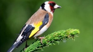 как поет щегол