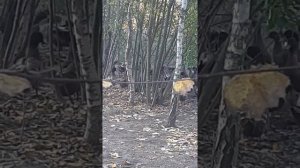 Хаки Кэмпбелл самая простая в разведении.