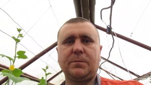 Повторная обработка огурцов и помидоров препаратом "фитоспорин".