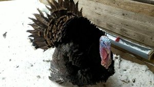 Разведение индюков. Сезон 2024 г. Родительское стадо.