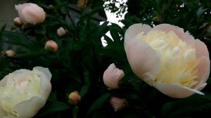 Пион Camellia white. Сад ORION