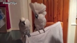 Birds Dancing To Music ?_Full-HD.mp4