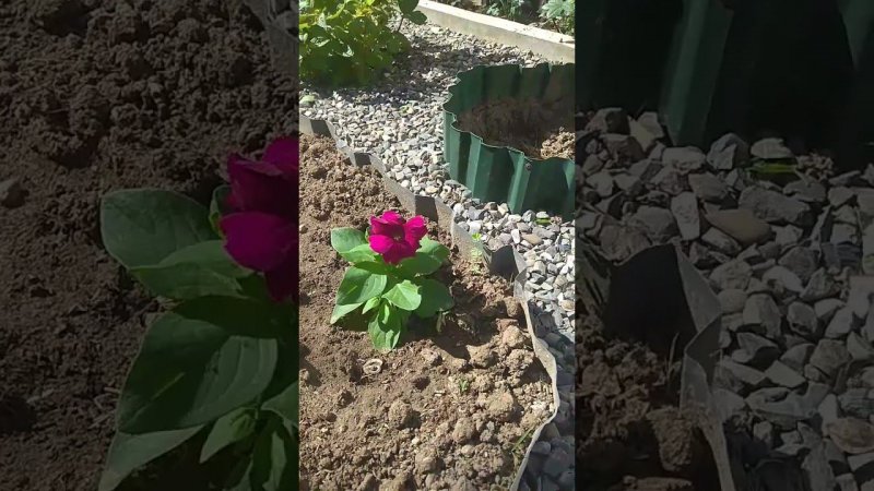 зацветают розы и петуния из семян