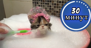 30 минут самых милых котят в мире! ??