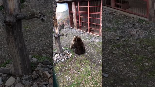 Тебердинский заповедник. Медвежьи бои 😅