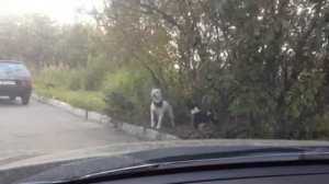 Стаф