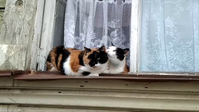 Костромские кошачьи ласки)))