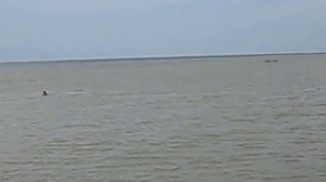 Прогулка по реке Кубань до Азовского моря