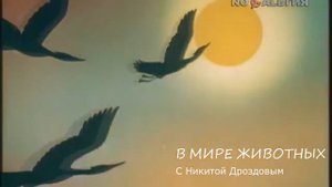 Выпускной 11 класс / Видео на выпускной / Выпускное видео