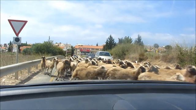 Кипр, овцы на дороге. смотреть онлайн