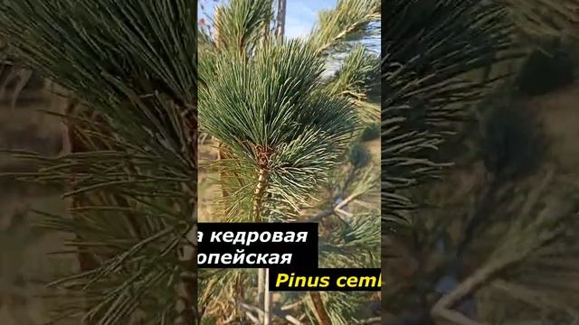 PINUS CEMBRA | Сосна Кедровая Европейская #evergreen