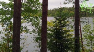 3 часа! Пение соловья под Классическую музыку Музыка природы для души