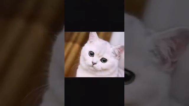 Мысықтар туралы қызықты мəлімет