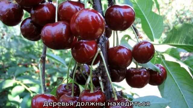 Черешня Овстуженка
