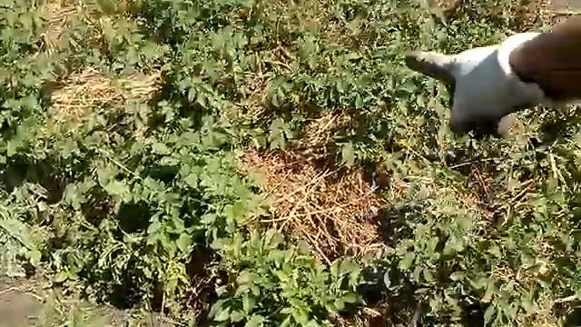 Готовим короба для грядок смотреть онлайн