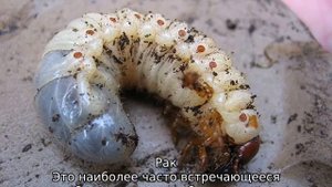 Болезни гладиолусов