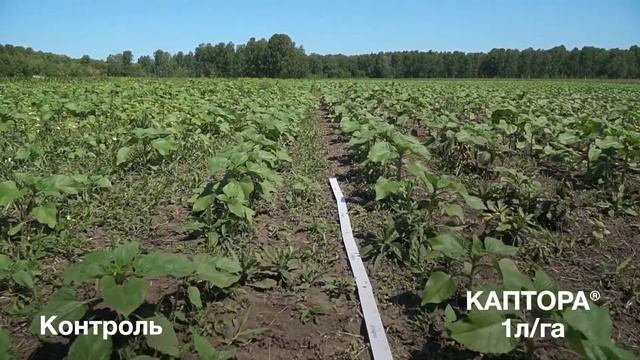 Испытания гербицида КАПТОРА®, Барнаул