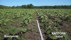 Испытания гербицида КАПТОРА®, Барнаул