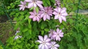 клематис Серафина (Clematis Serafina)