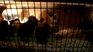 Бизнес-план по разведению кур несушках,начало.Клеточное содержание кур несушек.