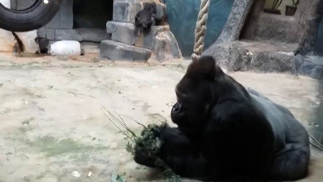 Московский зоопарк 2015(3) смотреть онлайн