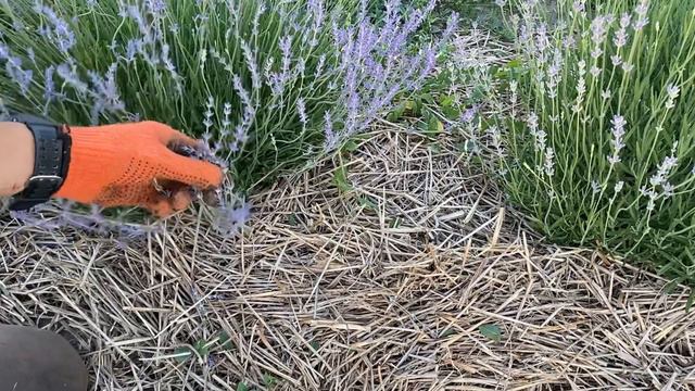 Лавандове поле. Видалення бур‘яну із ряду з мульчею. Ручне проривання.