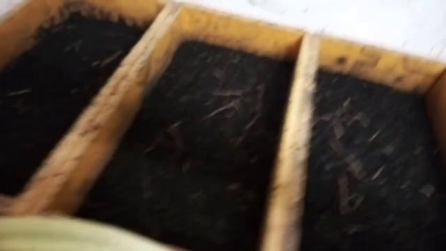 РАЗВЕДЕНИЕ ЧЕРВЕЙ С НОЛЯ 2. 4 дня после получения посылки. смотреть онлайн