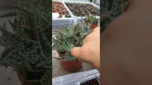 Алое витро и Алое Дензис