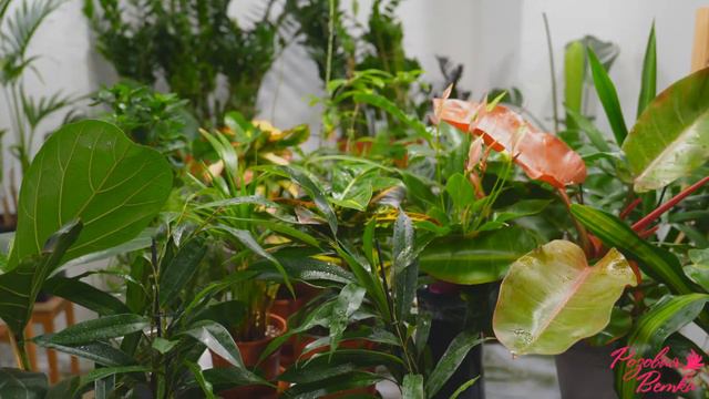 Друзья, давайте знакомиться! Мы Розовая Ветка 🪴 смотреть онлайн