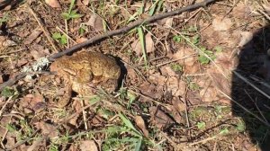 Размножение лягушек