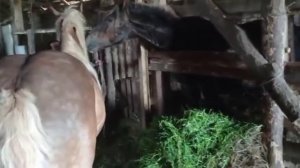 ЖЕРЕБЕЦ любит цыганскую кобылу