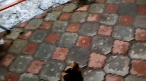 Привязь для собак на прогулке