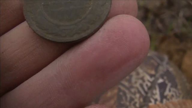 Разнёс в щепки Государственную Думу смотреть онлайн