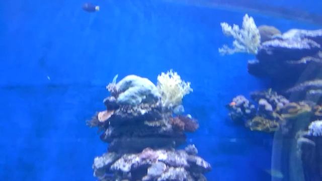 Эйлат . Рыбы Индийского Океана смотреть онлайн