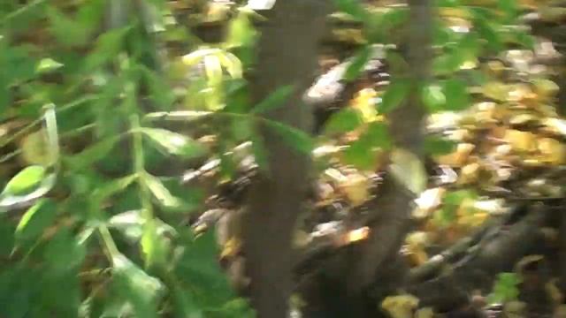 Грибы в огороде /томаты в ведрах / планы на будущий год смотреть онлайн