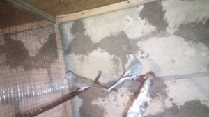 бриллиантовые горлицы