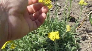 Тысячелистник войлочный, желтый