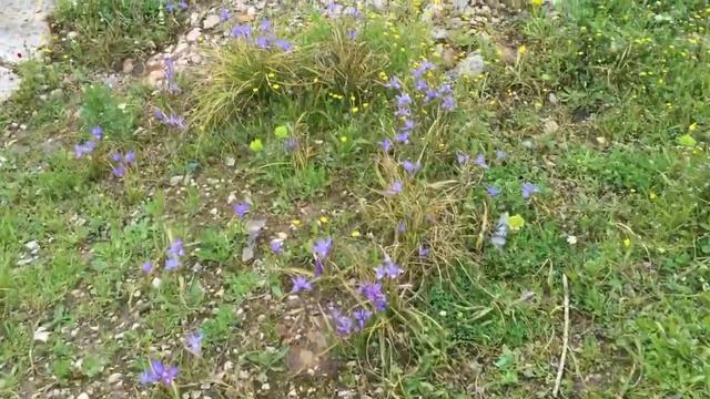 Moraea sisyrinchium смотреть онлайн