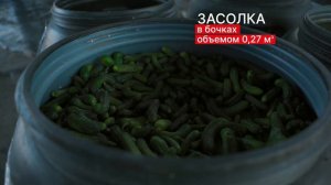 Секреты идеальной засолки неповторимых огурчиков «Дядя Ваня»