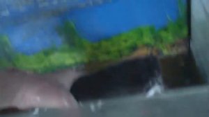 Африканский мраморный сом - вкусная рыбка!