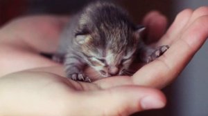 САМЫЕ МАЛЕНЬКИЕ КОТЫ В МИРЕ ? THE SMALLEST CATS AT THE WORLD